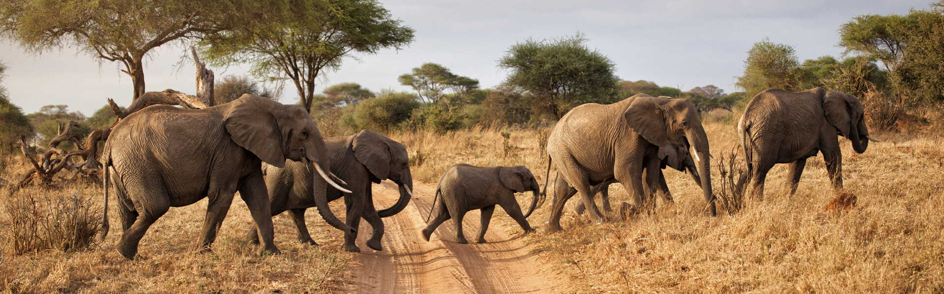 Een safari in Afrika